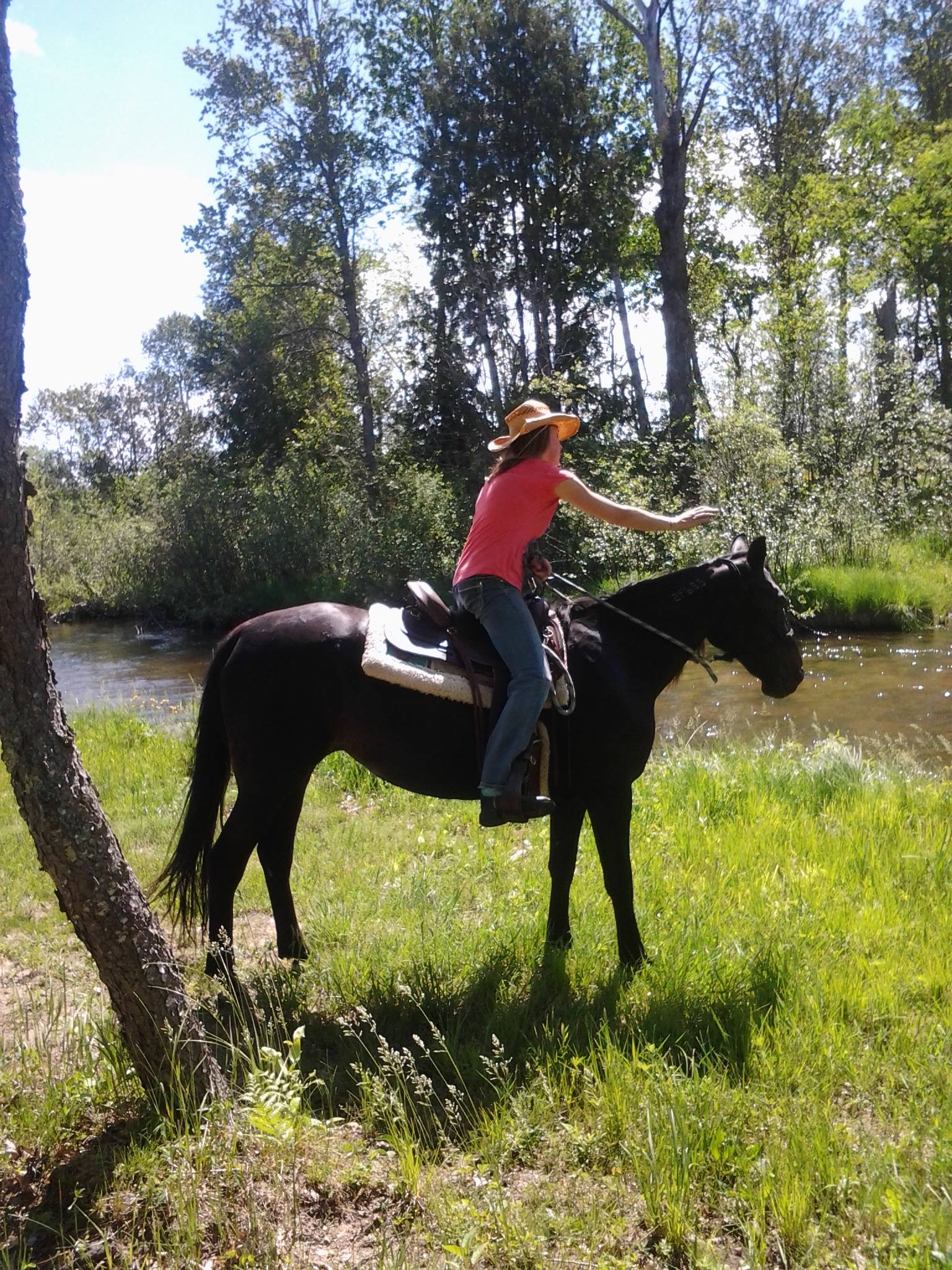 Equine Reiki